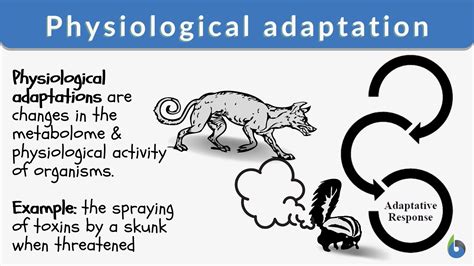 Physiological Adaptation Definition And Examples Biology Online