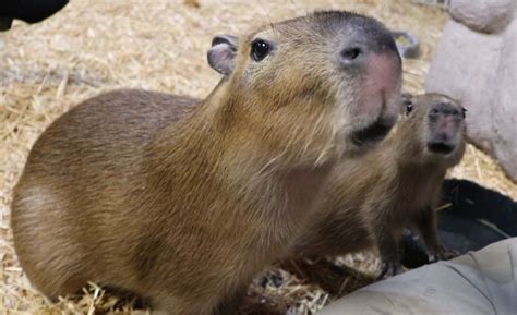 Capybara Found Safe After Brief Escape Capybara Daily Dose