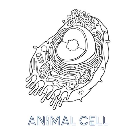 Melhor Desenho Da Celula Animal Imagens Para Colorir Imprimiveis Images