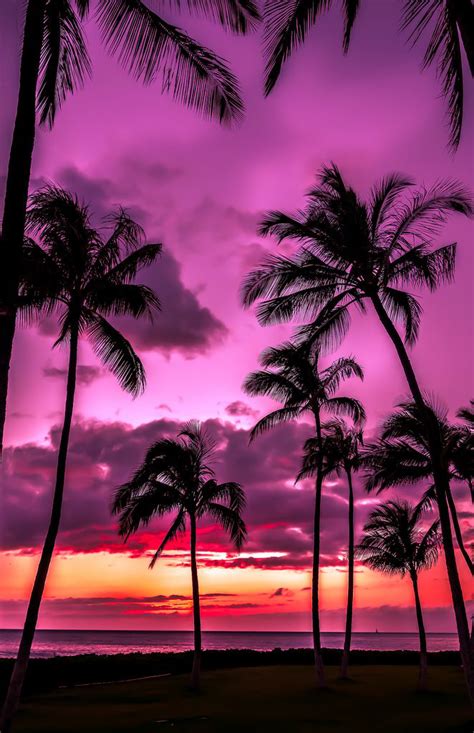 Pink And Purple Sunset Sky Palm Tree Silhouette Awesome Hawaii Palmnails Nature
