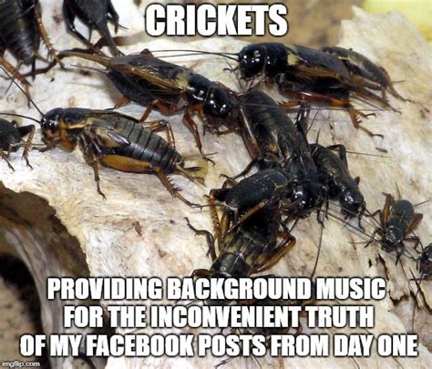 Submit a new cricket meme. crickets Memes & GIFs - Imgflip