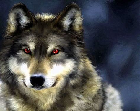 Red Eyed Wolf Wallpapers Wolf Background Images