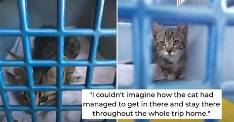 Stray Kitten Survives 91 Mile Journey Under The Hood Of A Car Hes A
