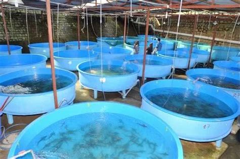 RAS Fish Farming Indoor Fish Farming RAS Manufacturer From Sonipat