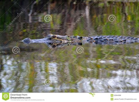 Alligator In The Swamp Close Up 2 Stock Photo Image Of Swimming Head
