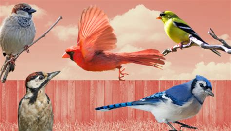 The Great Backyard Bird Count Is Here Heres How You Can Get Involved