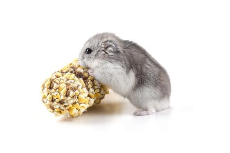 Little Hamster Eating Stock Photo Image Of Backgrounds 50251182