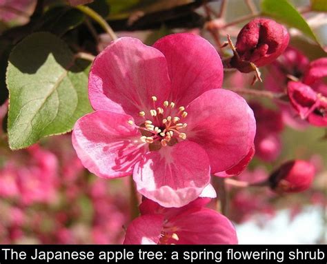 The Japanese Apple Tree A Spring Flowering Shrub