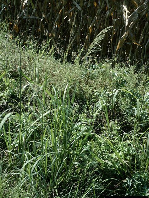 Bahia Grass Preventer Tips To Prevent And Kill Bahia Grass