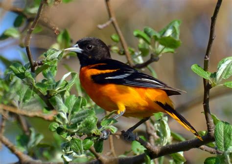 How to Attract Orioles to Your Garden