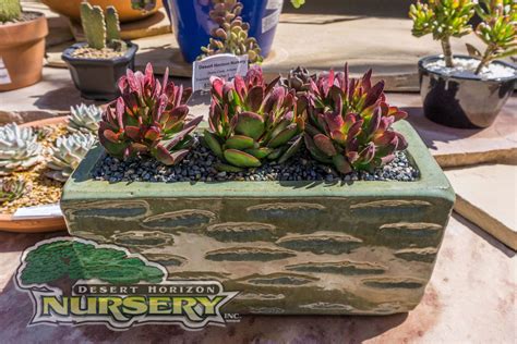 Succulents For Sale In The Phoenix Area Desert Horizon Nursery