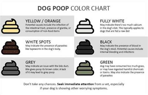 Dog Poop Color Chart What It Shows About Your Chis Health