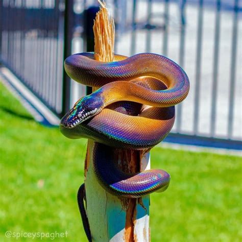 This Iridescent White Lipped Python Pretty Snakes Beautiful Snakes