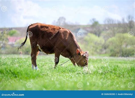 Milk Cow Grazing On Green Farm Pasture On Summer Day Feeding Of Cattle