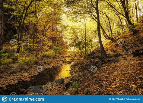 Autumn Creek Woods With Yellow Trees Foliage And Rocks In