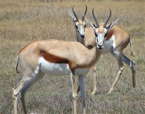 Топ 10 видов антилоп Африки