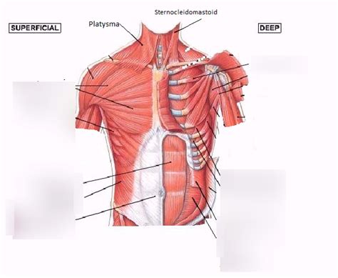 Anterior Thorax And Abdominal Muscles Diagram Quizlet