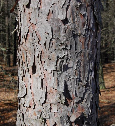 Flaking Red Pine Bark A Photo On Flickriver