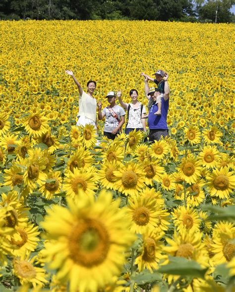 Giant Sunflower Field In Hokkaido Reeling In Tourists The Japan Times