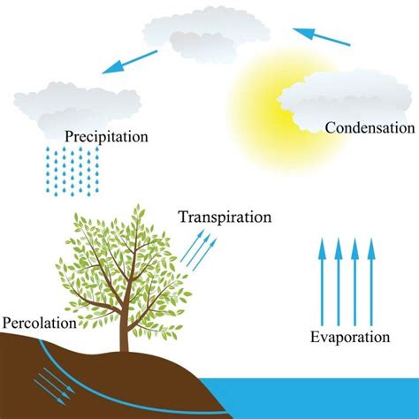 Why Doesnt Rain Wash Away Fog Science Abc