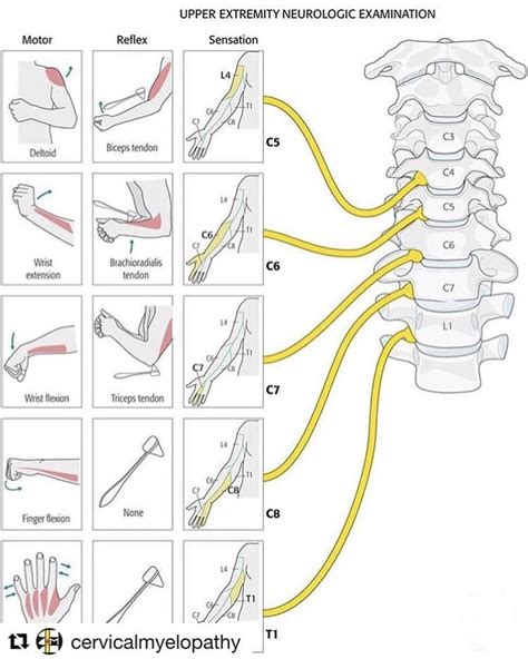 Neuroscience Spine Health Medical Anatomy Physical Therapy