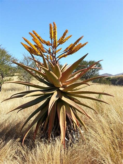 Aloe Martothii In Flower Limpopo South Africa July 2014 Rare