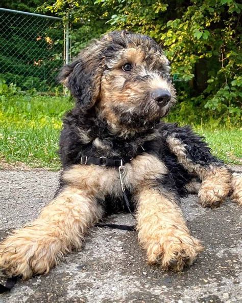 Shepadoodle German Shepherd And Poodle Mix Info Pictures Facts Faqs