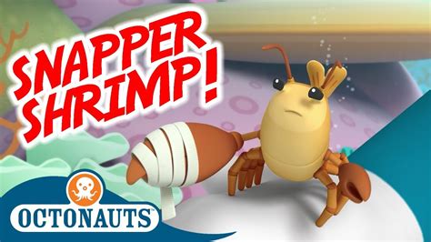 Octonauts The Snapping Shrimp Full Episode Cartoons For Kids