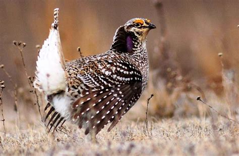 Minnesota Grouse Travel To Restored Habitat In Wisconsin To Revitalize