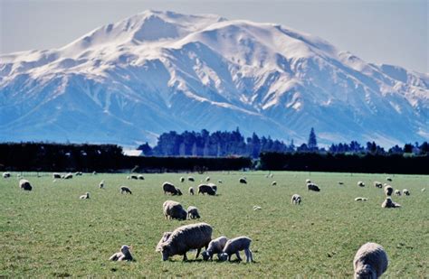 Oct 21, 2019 · ニュージーランドの国鳥キーウィの特徴や生態などのご紹介。クイーンズタウンのキーウィ・バードライフパークなど、絶滅危惧種でもあるキーウィに会える施設のご紹介も。 ニュージーランド羊の大群 | Kiwi Breeze | キウイ・ブリーズ