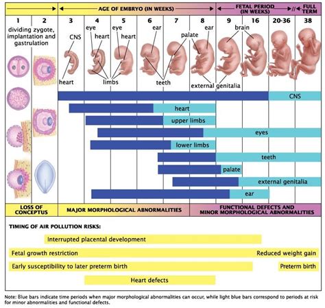 Pin By Taylor Hardcastle On Futurejobs Fetal Development Obstetrics And Gynaecology