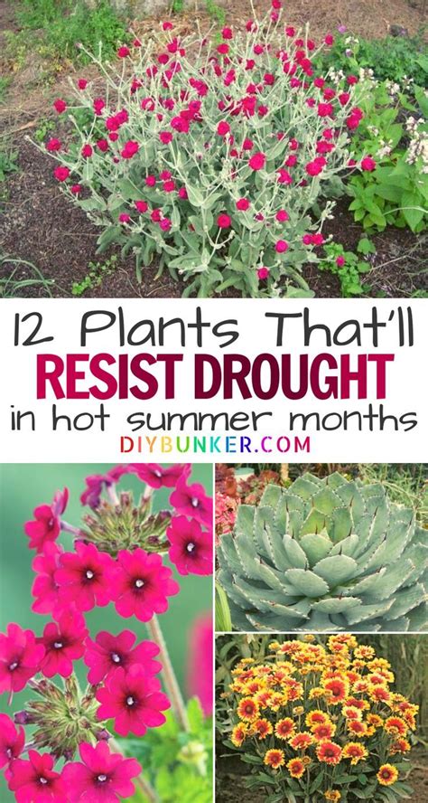 12 Drought Tolerant Flowers And Plants Thatll Add Color To Your Garden