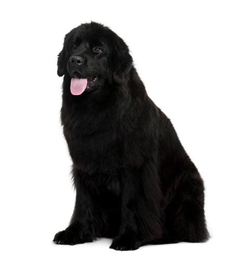 1800 Newfoundland Dog Stock Photos Pictures And Royalty Free Images