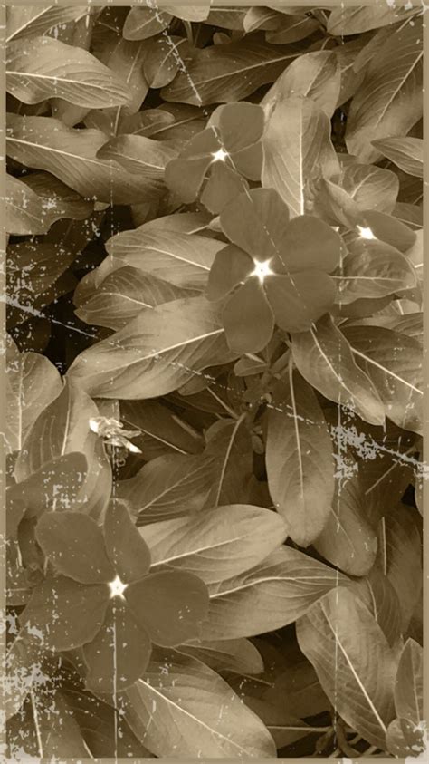 Flower Sepia Wallpapersc Iphone7