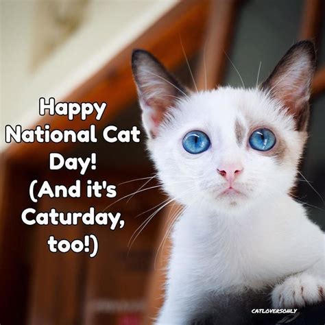 Happy National Cat Day Celebrate By Using Catloversonly