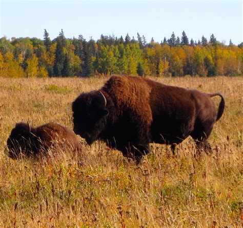 Bison Riding Mountain National Park Canada By T Major American
