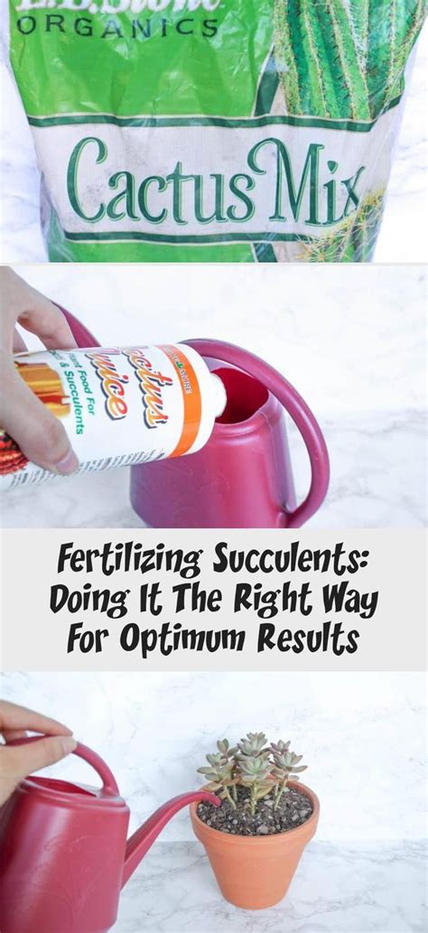 Fertilizing Succulents Doing It The Right Way For Optimum Results