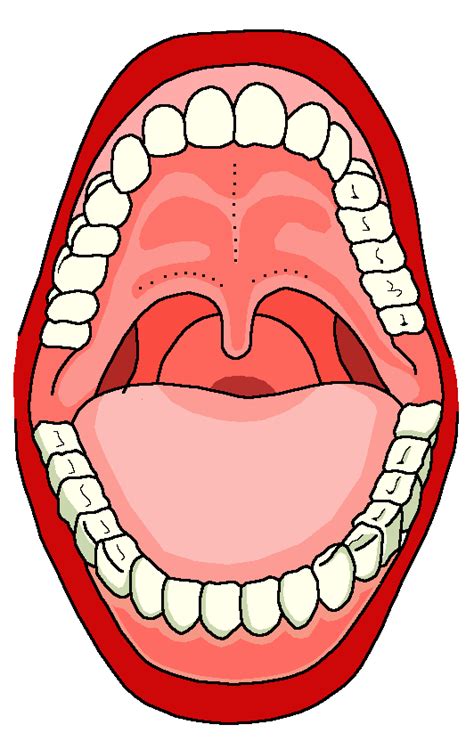 Print Of Wide Open Mouth Revealing Teeth Tongue Palate And Uvula Artofit