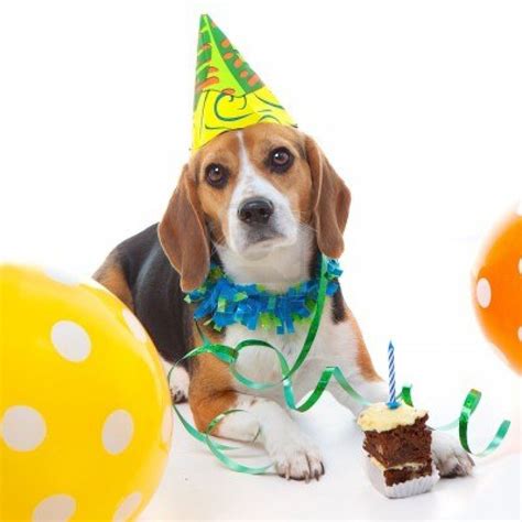 Funny Happy Birthday Beagle Images And Pictures Becuo Happy Birthday