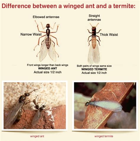 Flying Carpenter Ants Vs Termites