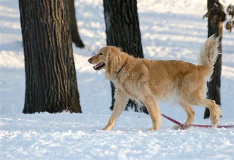 Golden Retriever Dog Walking In Snow Stock Image Image Of Humane