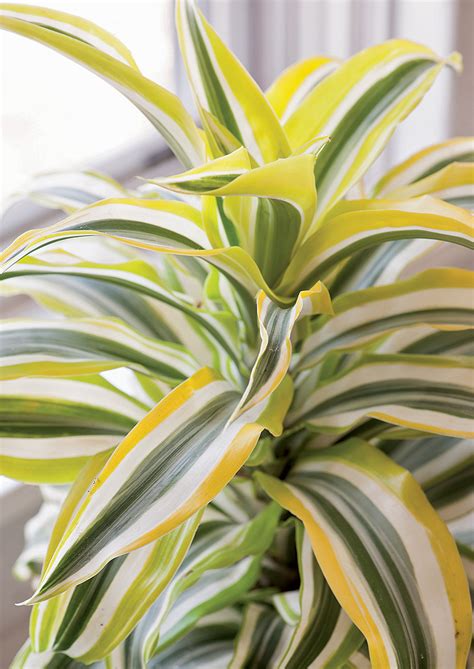 Indoor Foliage Plants With Pizzazz Finegardening
