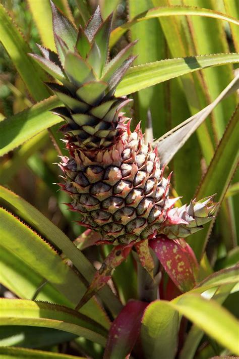 Pineapple Growing On Plant Photograph By Cristina Pedrazziniscience