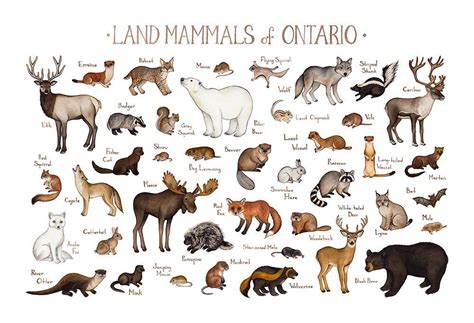 Ontario Land Mammals Field Guide Art Print Animals Of Canada
