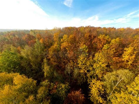 Autumn Trees Forest Aerial View Stock Image Image Of Forest Leaves