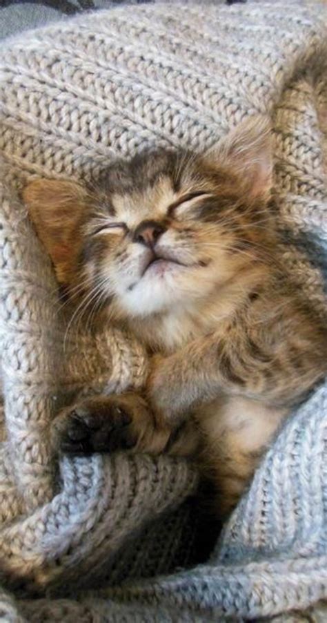 Here, we understand your thoughts and have selected the best results for baby kittens for free craigslist. Warm & Cozy #kitten #cozy | Kittens cutest, Kittens
