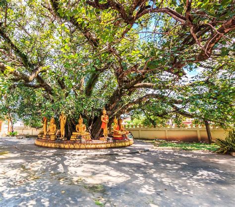 Buddha Under The Bodhi Tree In Stock Image Colourbox