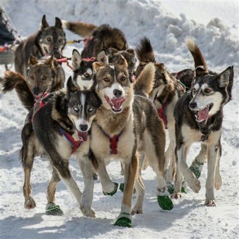 Iditarod Sled Dogs Siberian Husky Dog Sledding Working Dogs