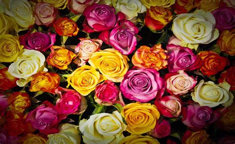 de madera cepillo abrazo que significado tienen los colores de las rosas cavar Florecer jardín
