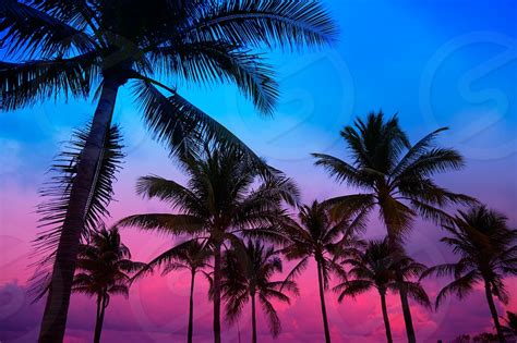 Miami Sunset Palm Trees